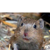 گونه ول گونتر Guenthers Vole